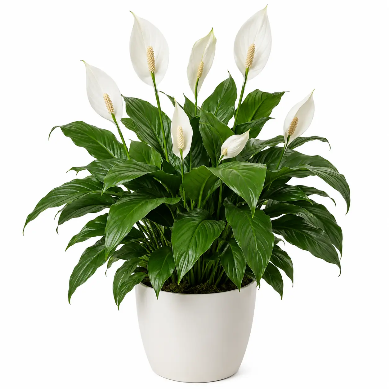Lush green peace lily with white blooms in a white planter.