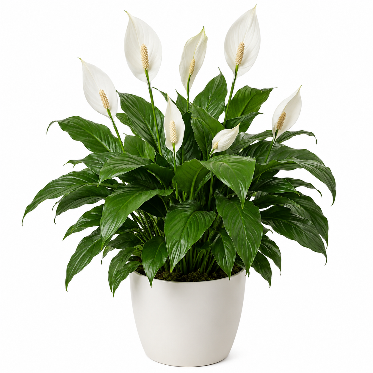 Peace Lilly
